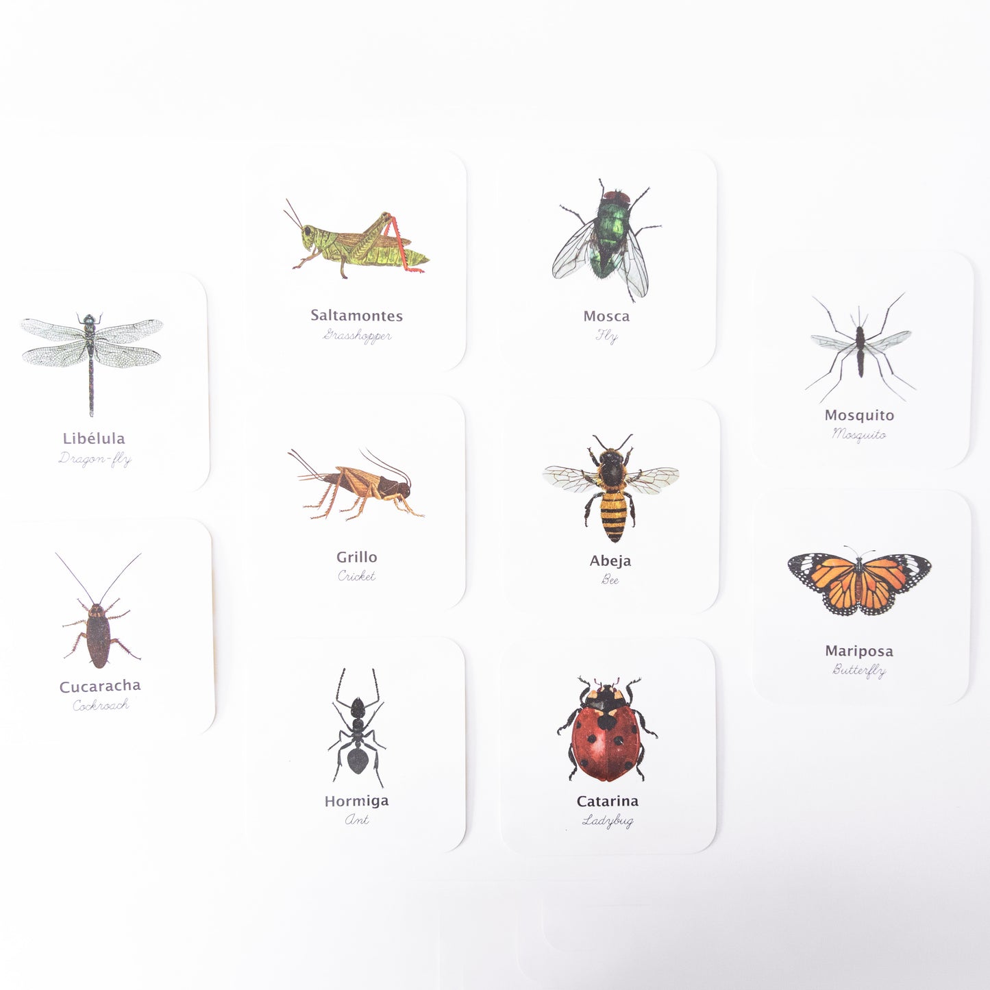 Flashcards Insectos Impermeables